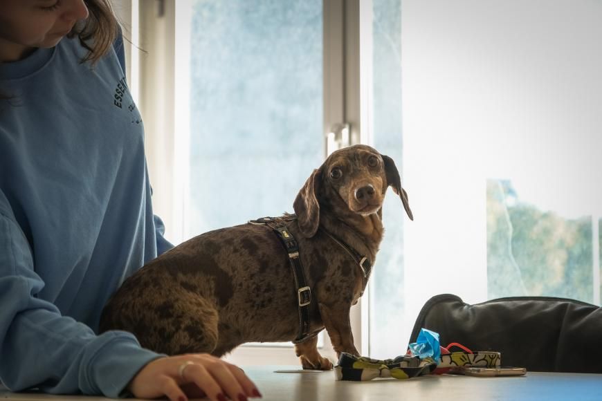 &ldquo;Vet na Rua&rdquo; apoia pets da freguesia