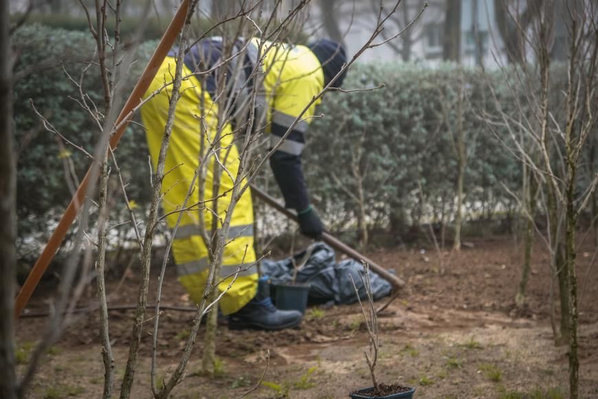 Replanta&ccedil;&atilde;o de Hibiscus e Ophiopogon japonicus