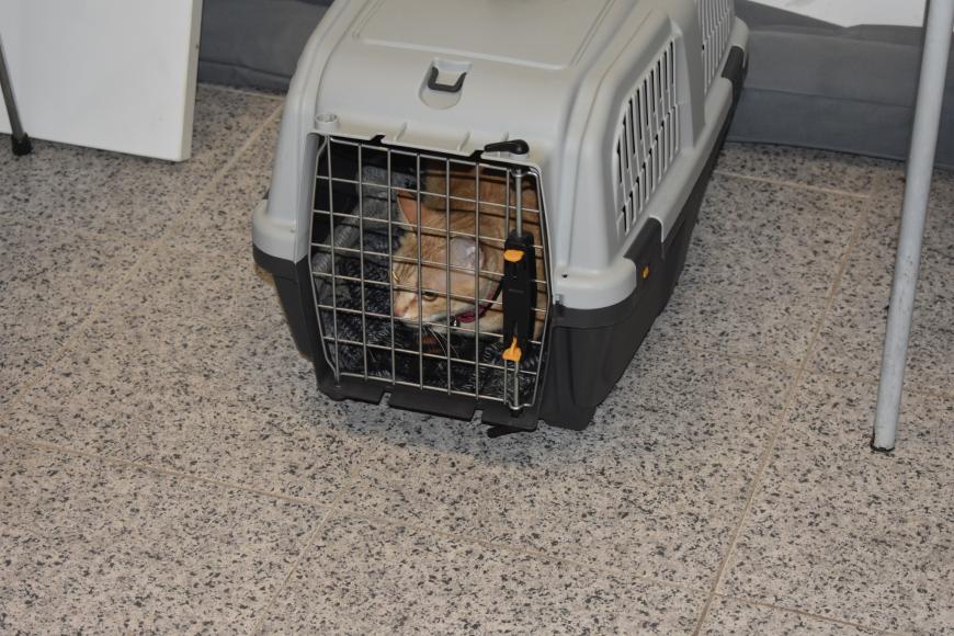 &ldquo;Vet na Rua&rdquo; ajuda pets da freguesia