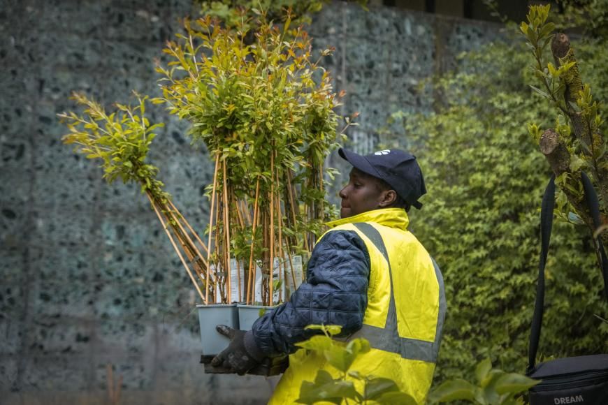 Junta est&aacute; a replantar arbustos em v&aacute;rios espa&ccedil;os verdes