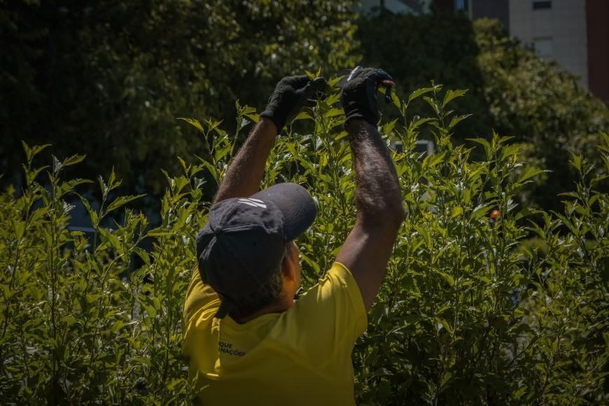 Manuten&ccedil;&atilde;o de arbustos