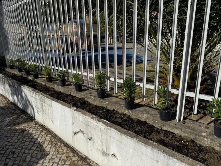 Renova&ccedil;&atilde;o de canteiros exteriores na Escola Vasco da Gama