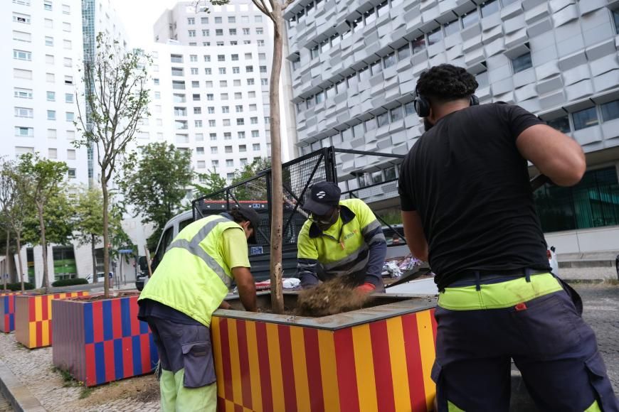 Planta&ccedil;&atilde;o de &ldquo;Suspiros&rdquo; na Rua do Caribe