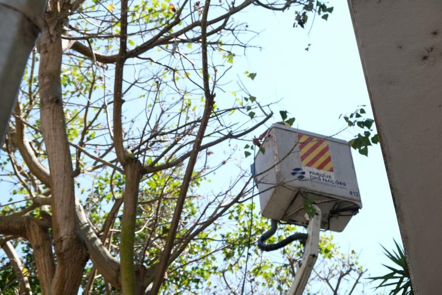 Lavagem copas &aacute;rvores