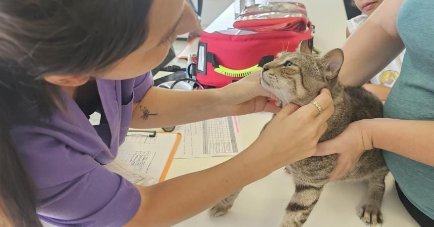 &ldquo;Vet na Rua&rdquo; recebe pets da freguesia