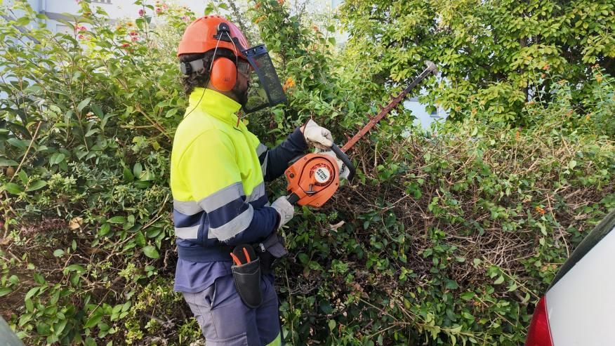 Alinhamento de arbustos