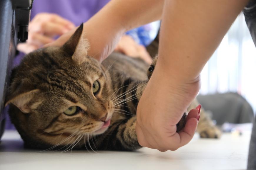 “Vet na Rua” recebeu pets da freguesia “Vet na Rua” recebeu pets da freguesia