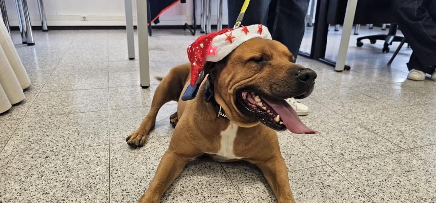 &ldquo;Vet na Rua&rdquo; recebeu pets da freguesia