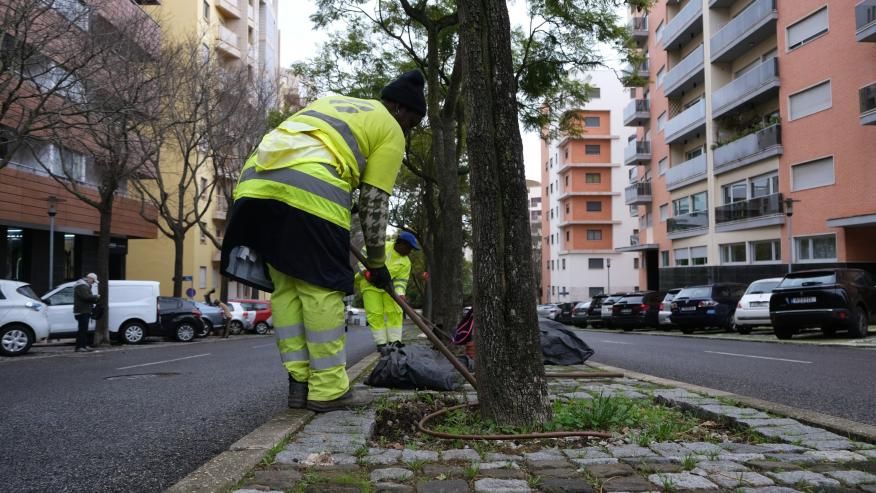 Limpeza das caldeiras das &aacute;rvores