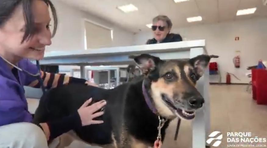 Pets bem cuidados com o &ldquo;Vet na Rua&rdquo;