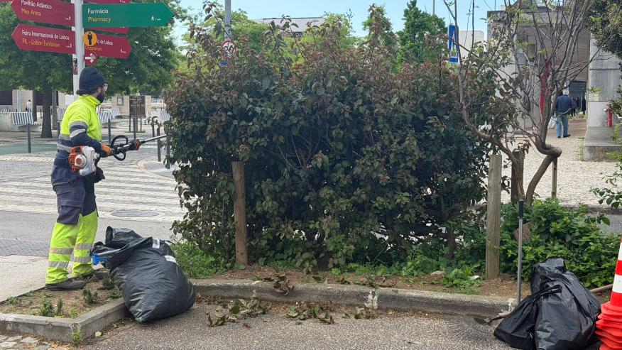 Poda e alinhamento de arbustos