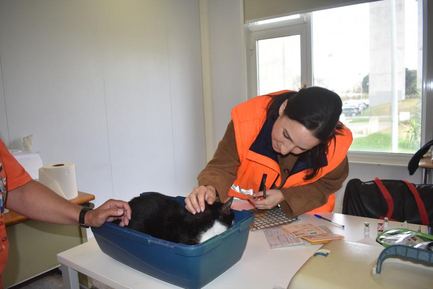 &ldquo;Vet na Rua&rdquo; recebeu pets da freguesia