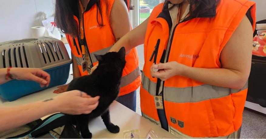 &ldquo;Vet na Rua&rdquo; cuida dos pets da freguesia