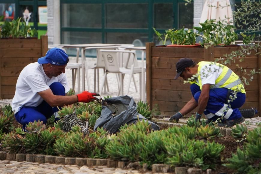 Limpeza de canteiros