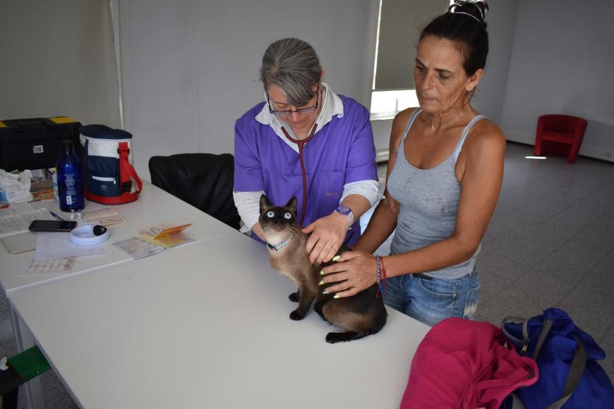 &ldquo;Vet na Rua&rdquo; apoia animais de estima&ccedil;&atilde;o da freguesia
