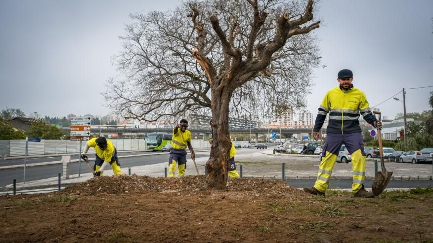 Conselheiro Lopo Vaz recebe duas Oliveiras